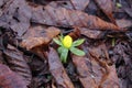 Winter aconite in the leaves Royalty Free Stock Photo