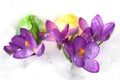 Wonderful easter decoration in the snow Royalty Free Stock Photo
