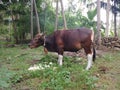 The male bali cattle 2 years old