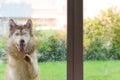 Picture of a Siberian dog outside a glass door wanting to enter the house