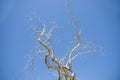 Silver metal tree sculpture in front of a blue sky Royalty Free Stock Photo
