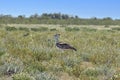 Picture of a single Koritrap in the Namibian Etosha nationalpark Royalty Free Stock Photo