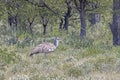 Picture of a single Koritrap in the Namibian Etosha nationalpark Royalty Free Stock Photo