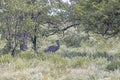 Picture of a single Koritrap in the Namibian Etosha nationalpark Royalty Free Stock Photo