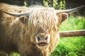 single young brown highland cattle with blurred background Royalty Free Stock Photo