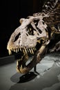 Skull of a tyrannosaurus rex dinosaur