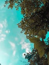 Picture of skyblue sky and trees. nature photo