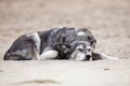 picture of a sleeping dog Royalty Free Stock Photo