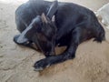 A picture of a sleeping goat in a village in India. Royalty Free Stock Photo