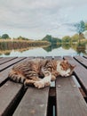 Sleepy cat on the autumn lake