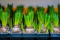 Picture of small colorful tulips at the street Swedish market Royalty Free Stock Photo