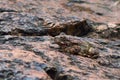 Toad on a rock camouflaging