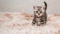 A picture of a small striped kitten playing funny and fooling around on a soft blanket. Royalty Free Stock Photo