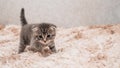 A picture of a small striped kitten playing funny and fooling around on a soft blanket. Royalty Free Stock Photo