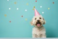 Picture of small white dog wearing party hat. This adorable pet is ready to celebrate special occasion. Royalty Free Stock Photo