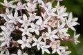 Picture of a white pentas