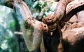 Picture of snake and its shedded skin on tree Royalty Free Stock Photo