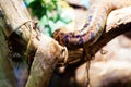 Picture of snake and its shedded skin hanging on tree Royalty Free Stock Photo