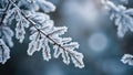 Picture of snow clinging to branches