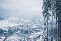Picture of snow covered Christmas Tree and mountains.. View of Bukovel. Winter trees in mountains covered with fresh snow on a