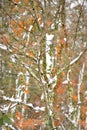 Snowi on an oak tree, winter concept