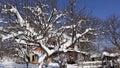 Snow tree on sunny blue sky