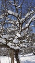 Snow tree on sunny blue sky