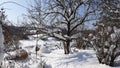 Snow tree on sunny blue sky