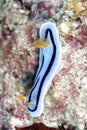 The beautiful colors of nudibranches