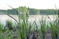 Picture of some beautiful green cattails along the shore of pretty blue lake Royalty Free Stock Photo