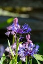 A picture of some  Centaurea Montanas blooming in the garden. Royalty Free Stock Photo