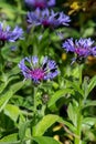 A picture of some  Centaurea Montanas blooming in the garden. Royalty Free Stock Photo