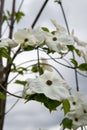 A picture of some dogwood blooming in the garden.