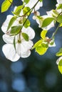 A picture of some dogwood blooming with transmitted light.