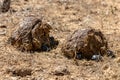 Dung beetle in the Addo Elephant National Park, near Port Elizabeth, South africa Royalty Free Stock Photo