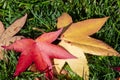 A picture of some fallen red and yellow leaves on the ground.