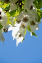 A picture of some Handkerchief tree  blooming against the blue sky. Royalty Free Stock Photo