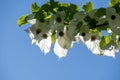 A picture of some Handkerchief tree  blooming against the blue sky. Royalty Free Stock Photo