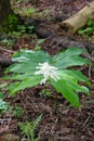 A picture of some maianthemum racemosum flowers.