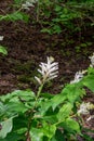 A picture of some maianthemum racemosum flowers.