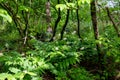 A picture of some maianthemum racemosum flowers. Royalty Free Stock Photo