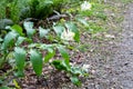 A picture of some maianthemum racemosum flowers.