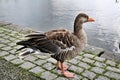 A picture of some Pink Footed Geese in the water