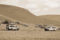 Picture of some tourists in cars looking zebras