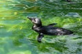 South African penguin Royalty Free Stock Photo