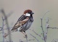 Spanish sparrow with marital plumage