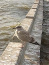 a speckled bird on a stone base