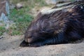 African porcupine