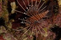 A picture of a spot fin lionfish Royalty Free Stock Photo