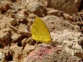 Picture of spotless grass yellow butterfly sitting on a brick